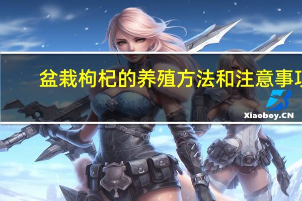 盆栽枸杞的养殖方法和注意事项