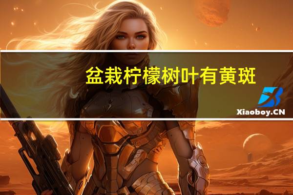 盆栽柠檬树叶有黄斑