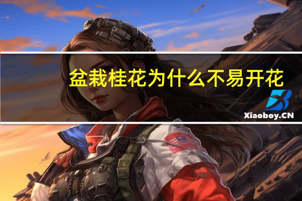 盆栽桂花为什么不易开花