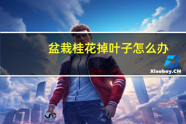 盆栽桂花掉叶子怎么办