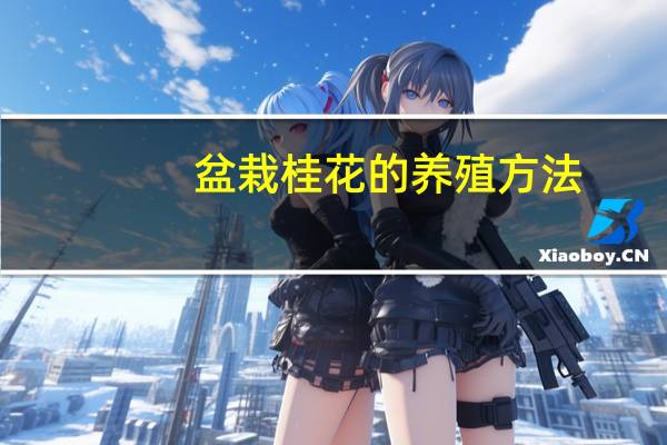 盆栽桂花的养殖方法