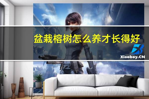 盆栽榕树怎么养才长得好