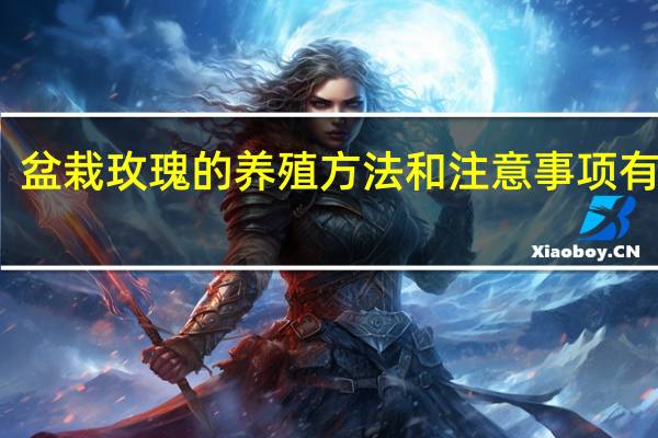 盆栽玫瑰的养殖方法和注意事项有哪些