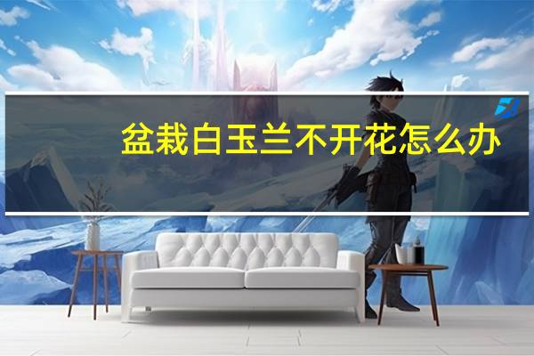 盆栽白玉兰不开花怎么办