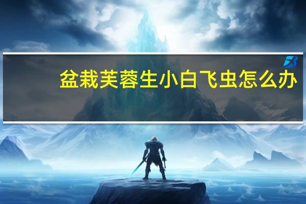 盆栽芙蓉生小白飞虫怎么办