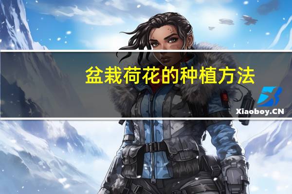 盆栽荷花的种植方法