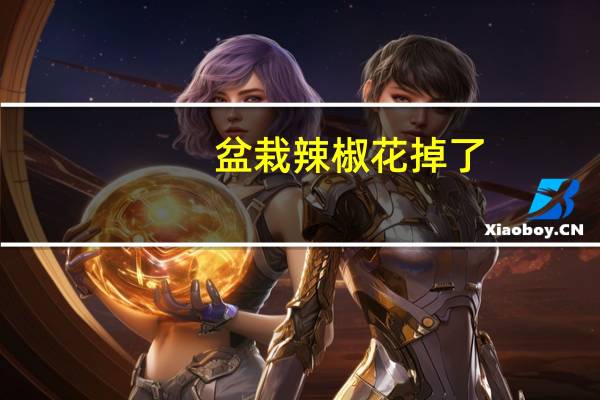 盆栽辣椒花掉了