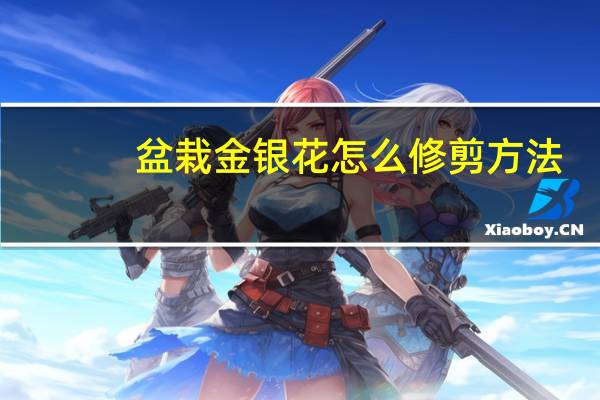 盆栽金银花怎么修剪方法