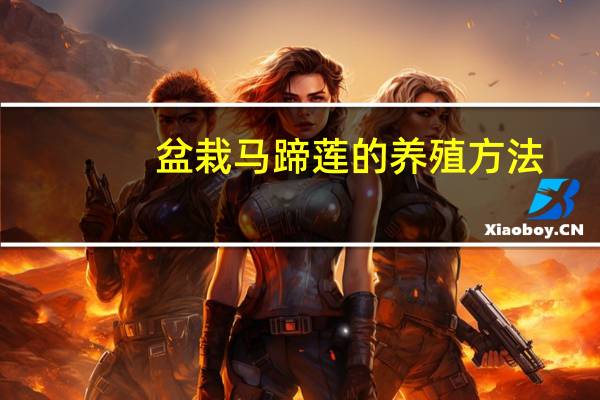 盆栽马蹄莲的养殖方法
