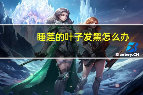 睡莲的叶子发黑怎么办