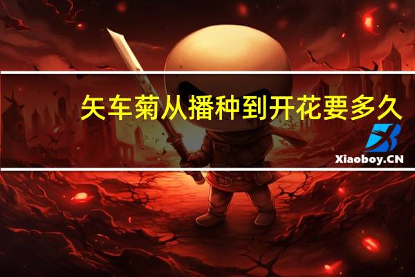 矢车菊从播种到开花要多久