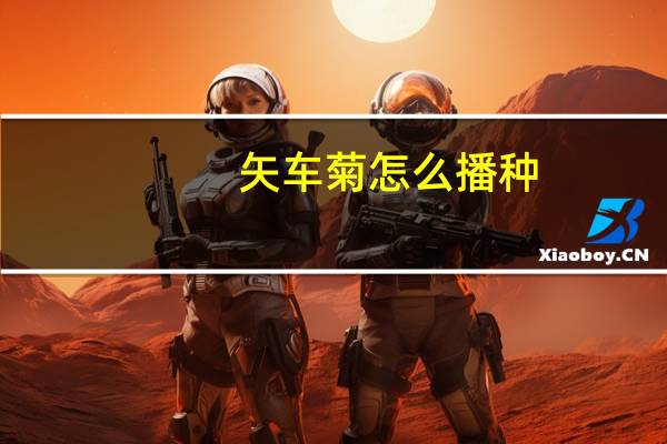 矢车菊怎么播种