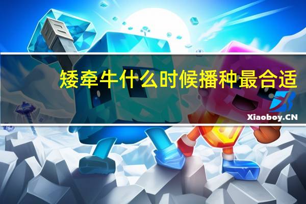 矮牵牛什么时候播种最合适