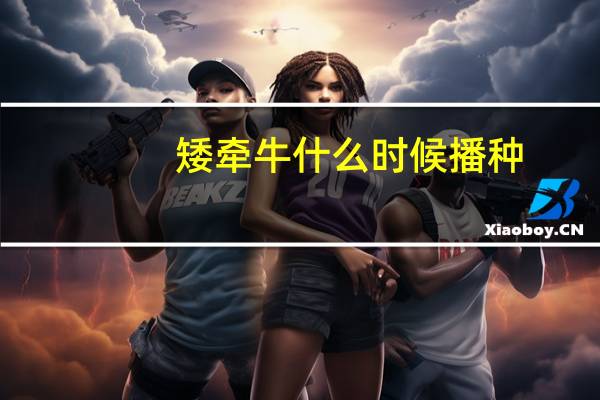 矮牵牛什么时候播种