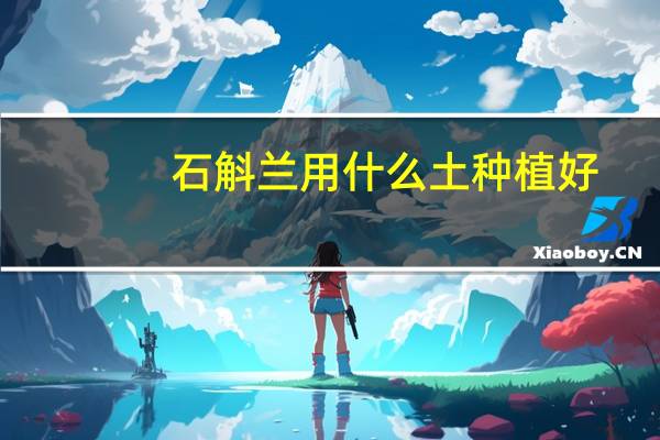 石斛兰用什么土种植好