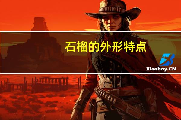 石榴的外形特点