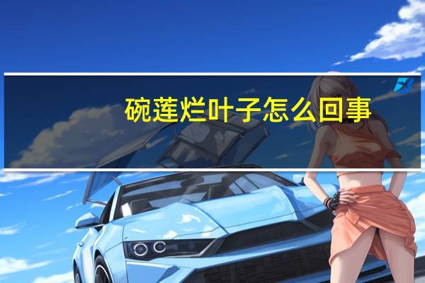 碗莲烂叶子怎么回事