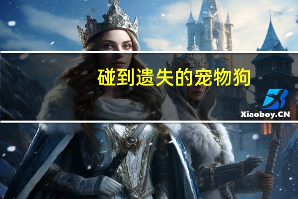 碰到遗失的宠物狗