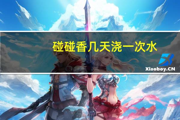 碰碰香几天浇一次水