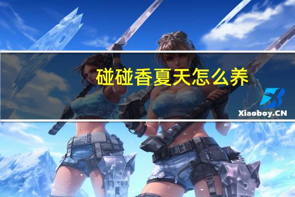 碰碰香夏天怎么养：喜光多浇水