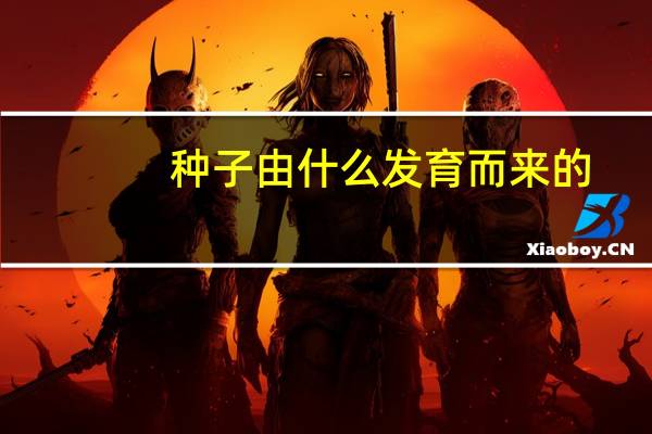 种子由什么发育而来的