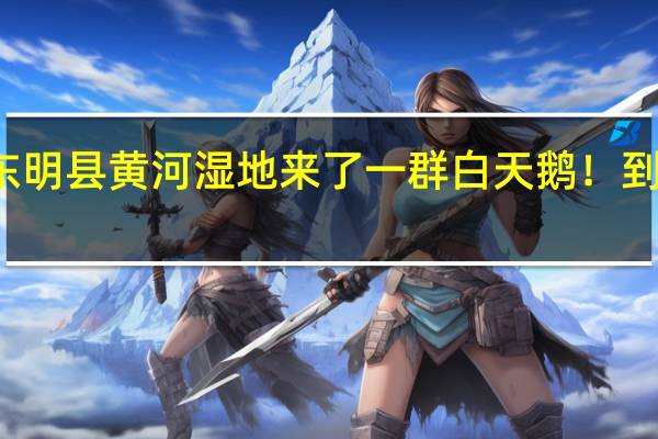 稀客！东明县黄河湿地来了一群白天鹅！ 到底什么情况嘞