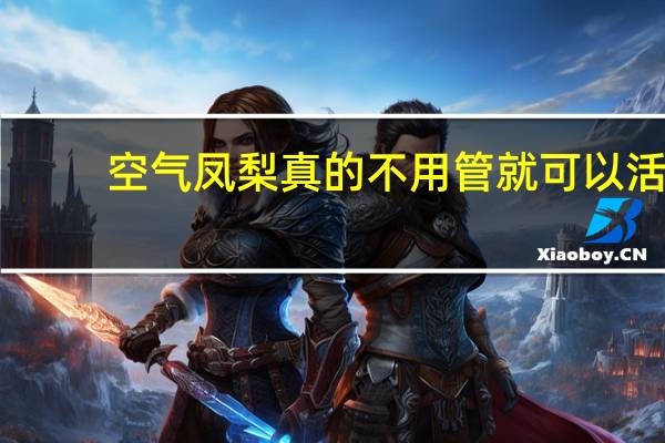 空气凤梨真的不用管就可以活