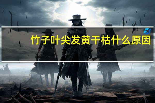 竹子叶尖发黄干枯什么原因
