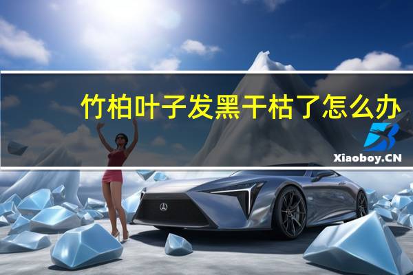 竹柏叶子发黑干枯了怎么办