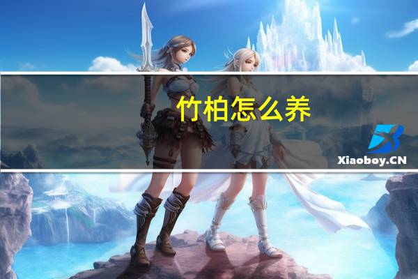 竹柏怎么养
