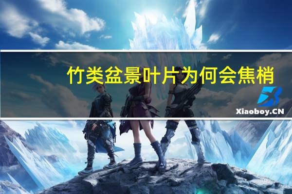 竹类盆景叶片为何会焦梢