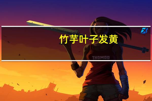 竹芋叶子发黄