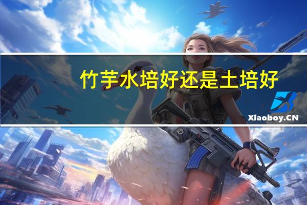 竹芋水培好还是土培好
