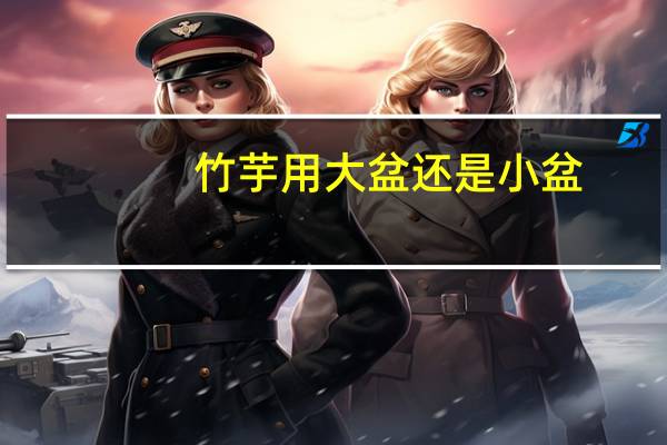 竹芋用大盆还是小盆