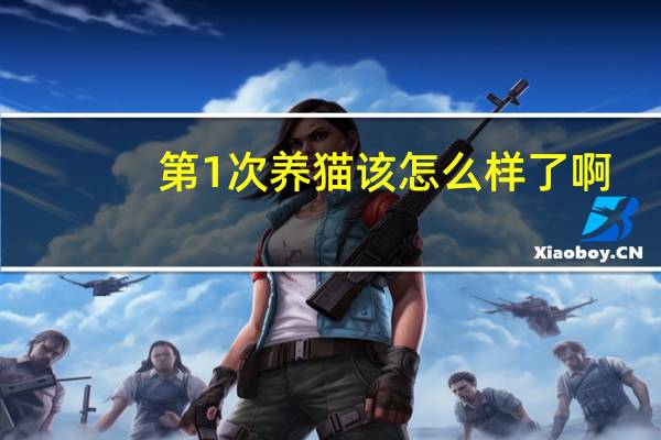 第1次养猫该怎么样了啊