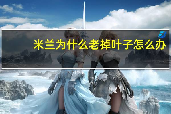 米兰为什么老掉叶子怎么办