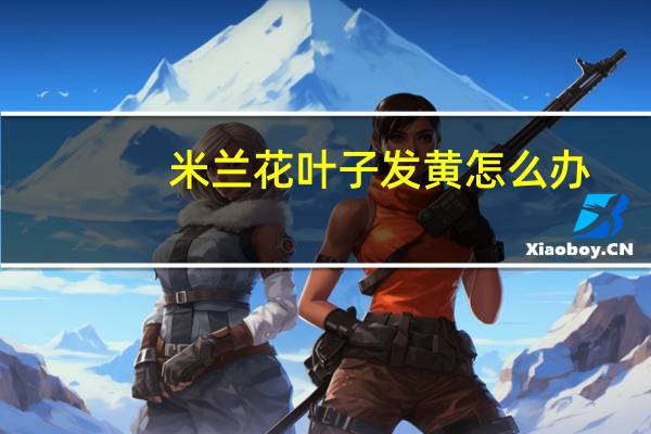 米兰花叶子发黄怎么办