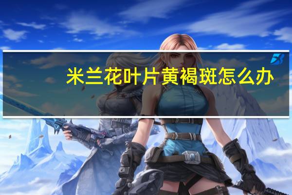 米兰花叶片黄褐斑怎么办