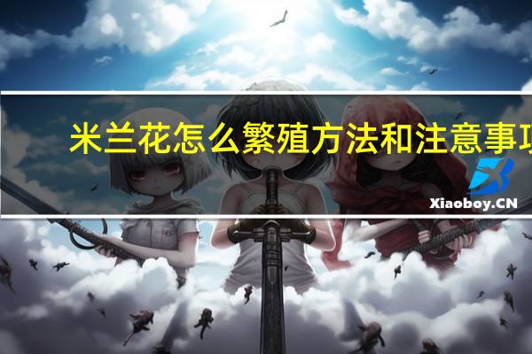 米兰花怎么繁殖方法和注意事项