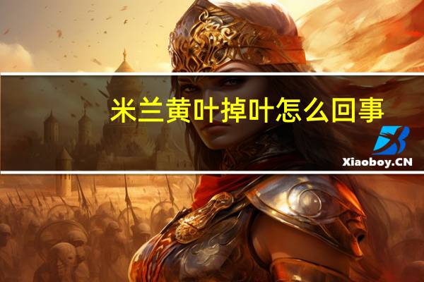 米兰黄叶掉叶怎么回事