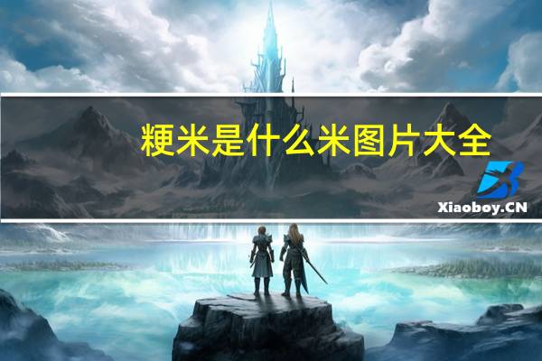 粳米是什么米图片大全（粳米是什么米图片）