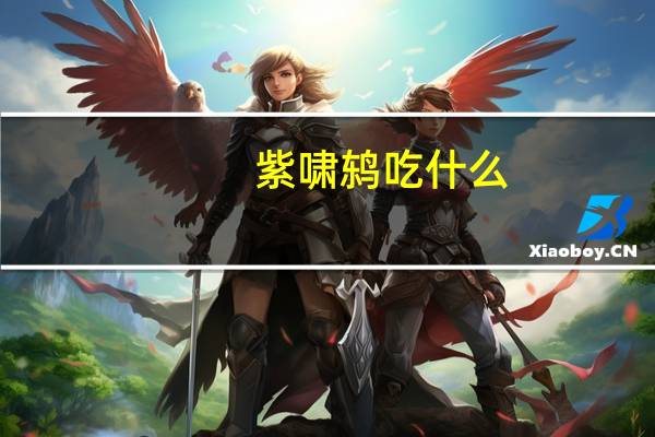 紫啸鸫吃什么