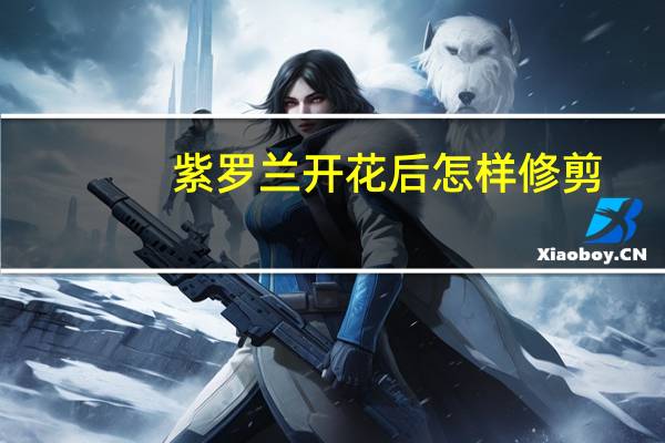 紫罗兰开花后怎样修剪