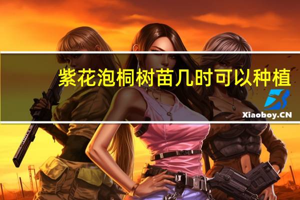 紫花泡桐树苗几时可以种植