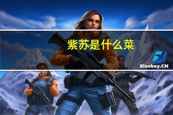 紫苏是什么菜