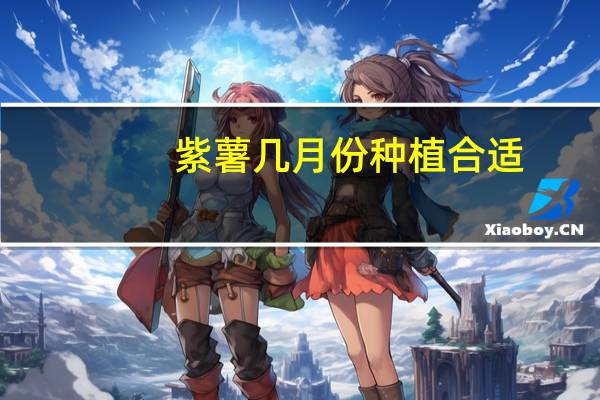 紫薯几月份种植合适