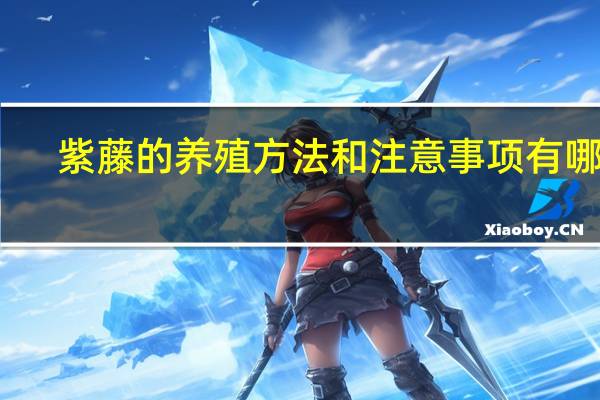 紫藤的养殖方法和注意事项有哪些