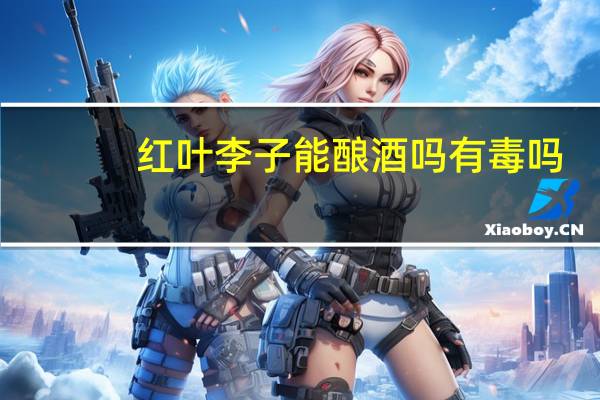 红叶李子能酿酒吗有毒吗