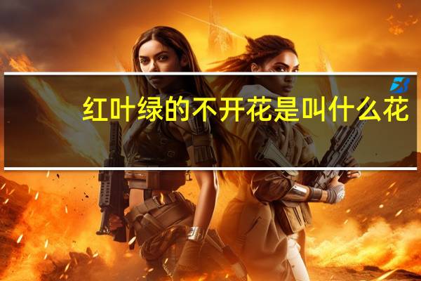 红叶绿的不开花是叫什么花