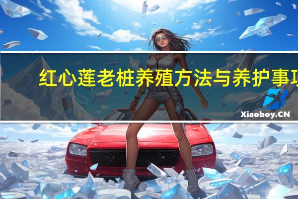 红心莲老桩养殖方法与养护事项